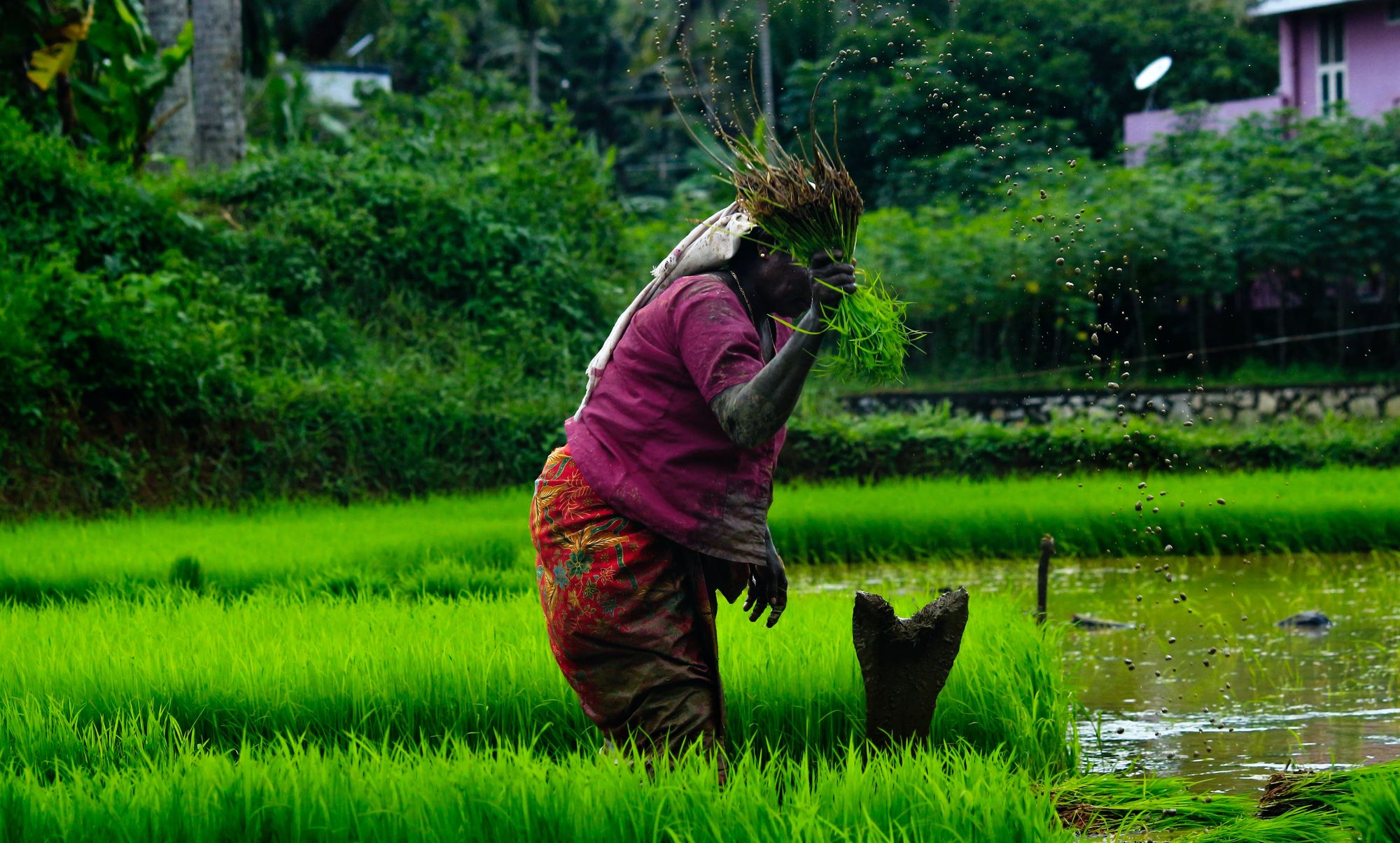 The Wisdom of Traditional Farming: Sattvika's Philosophy