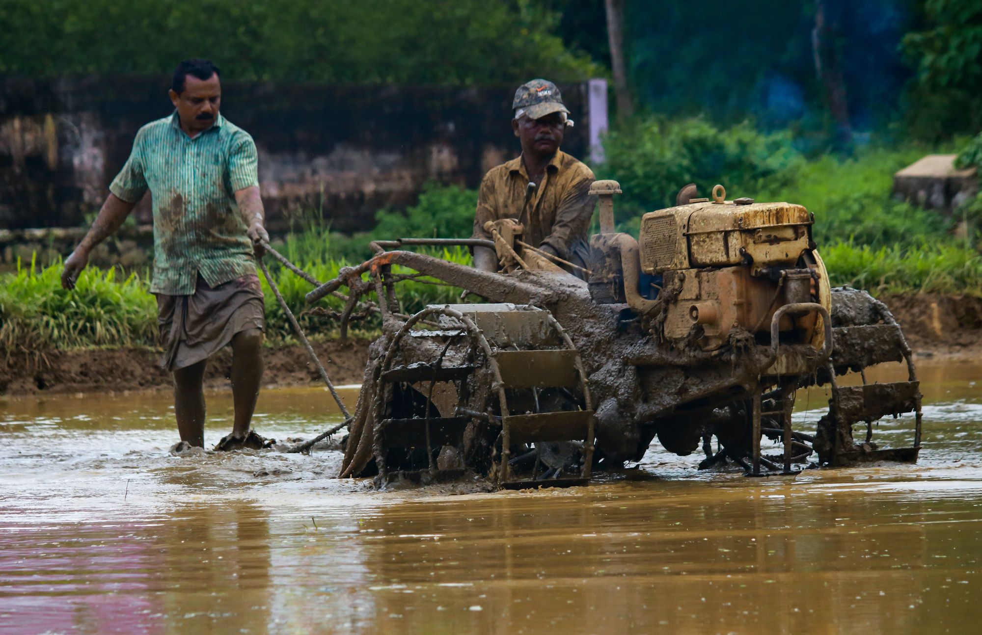 Traditional Paddy Cultivation: A Guide to Indian Methods